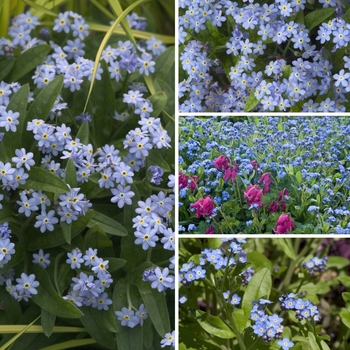 Myosotis 'Multiple Varieties' (128729)