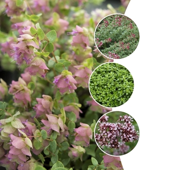 Origanum 'Multiple Varieties' (128735)