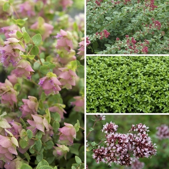 Origanum 'Multiple Varieties' (128736)