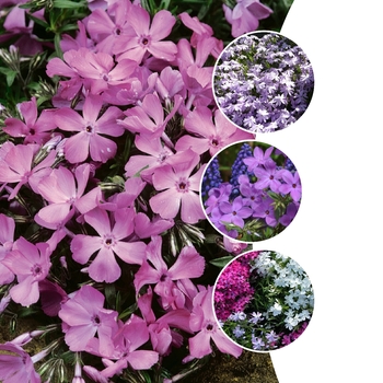 Phlox subulata '' (128741)