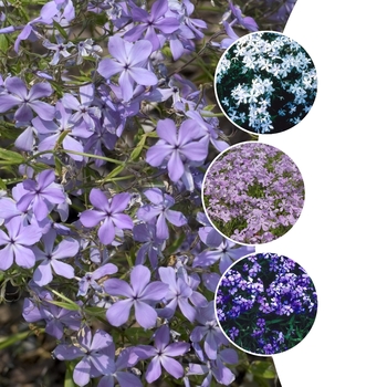 Phlox divaricata '' (128766)