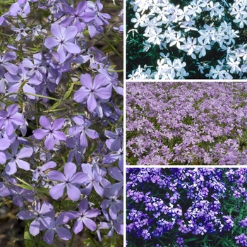 Phlox divaricata '' (128767)