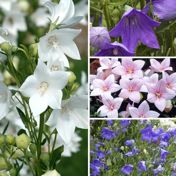 Platycodon grandiflorus 'Multiple Varieties' (128772)