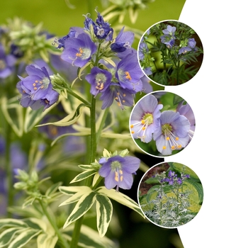 Polemonium 'Multiple Varieties' (128775)