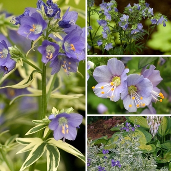 Polemonium 'Multiple Varieties' (128776)