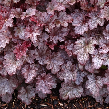 Heuchera 'Plum Pudding' (128783)