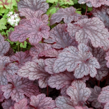 Heuchera 'Plum Pudding' (128785)