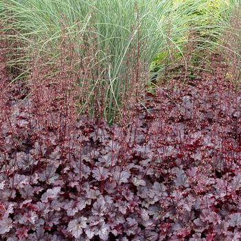 Heuchera 'Plum Pudding' (128786)