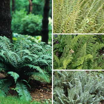 Polystichum 'Multiple Varieties' (128788)