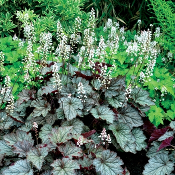 Heucherella 'Twilight' (128793)