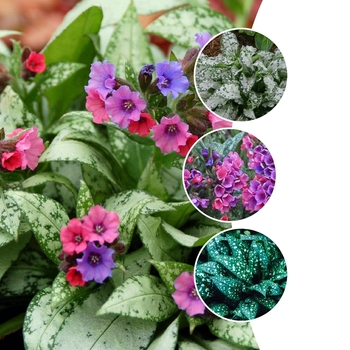 Pulmonaria 'Multiple Varieties' (128817)