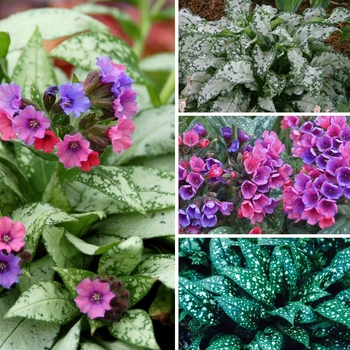 Pulmonaria 'Multiple Varieties' (128818)