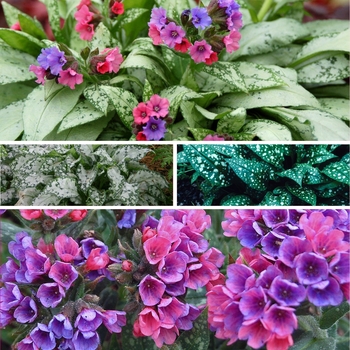 Pulmonaria 'Multiple Varieties' (128819)