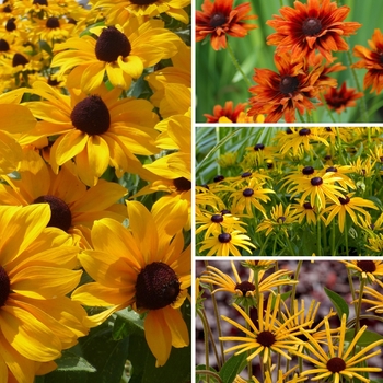 Rudbeckia '' (128821)