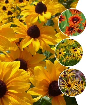 Rudbeckia '' (128822)