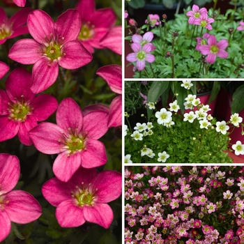 Saxifraga 'Multiple Varieties' (128830)