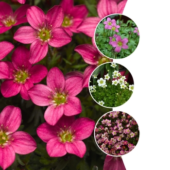 Saxifraga 'Multiple Varieties' (128831)