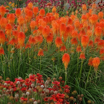 Kniphofia Glow™ 'Fire Glow' (128839)