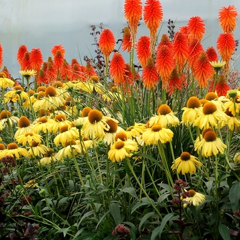 Kniphofia Glow™ 'Fire Glow' (128840)