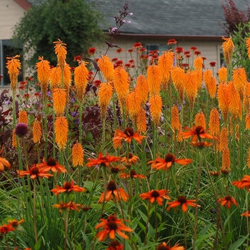 Kniphofia Popsicle™ 'Mango' (128841)