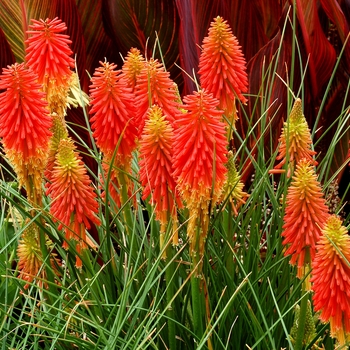 Kniphofia Popsicle™ 'Papaya' (128843)