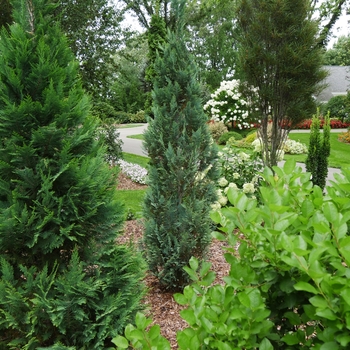 Chamaecyparis lawsoniana Pinpoint® '' (128866)