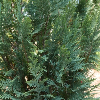 Chamaecyparis lawsoniana Pinpoint® '' (128867)