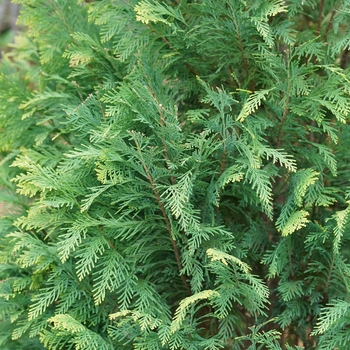 Chamaecyparis lawsoniana Pinpoint® '' (128870)