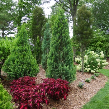 Chamaecyparis lawsoniana Pinpoint® '' (128871)