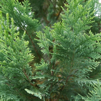 Chamaecyparis lawsoniana Pinpoint® '' (128872)