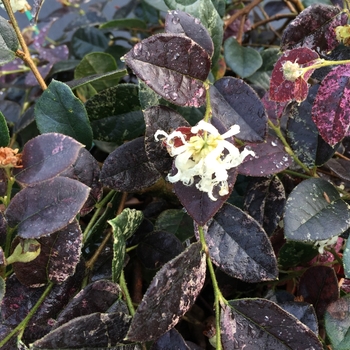 Loropetalum chinense 'Jazz Hands Night Moves®' (128874)