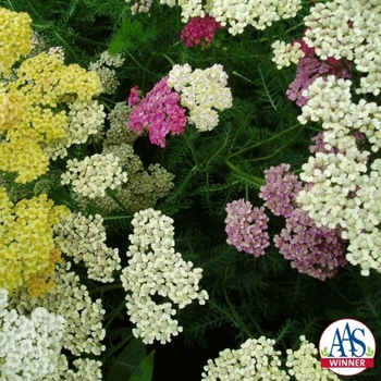 Achillea millefolium 'Summer Pastels' (128897)