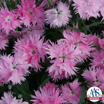 Dianthus Supra '' (128901)