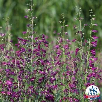 Penstemon barbatus 'Twizzle Purple' (128910)