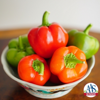 Capsicum annuum 'Chili Pie' (128911)