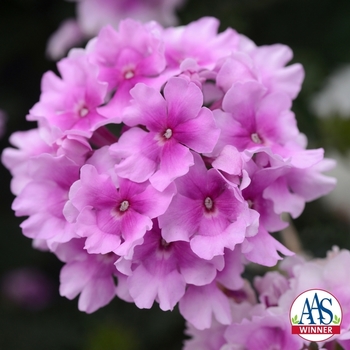 Verbena peruviana EnduraScape™ '' (128920)