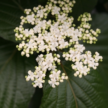 Viburnum 'Shiny Dancer®' (128926)