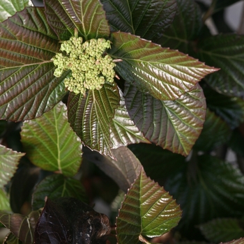 Viburnum 'Shiny Dancer®' (128927)