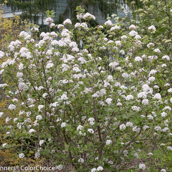 Viburnum carlesii 'Spice Girl®' (128931)