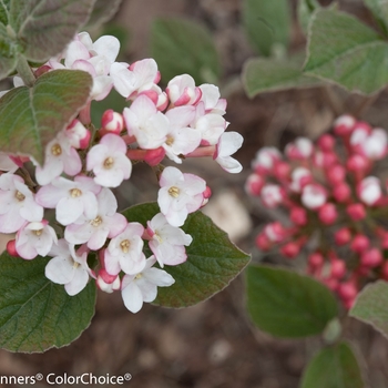 Viburnum carlesii 'Spice Girl®' (128932)