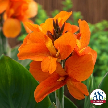 Canna x generalis 'South Pacific Orange' (128939)