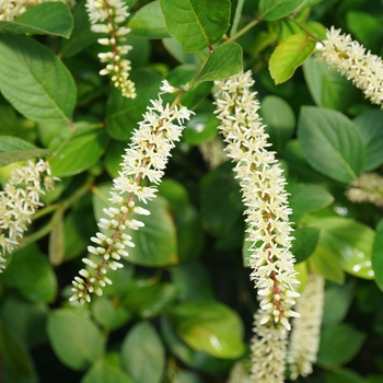 Itea virginica 'Scentlandia®' (128953)