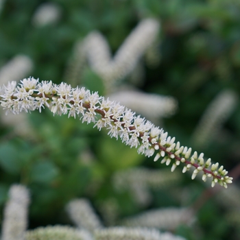 Itea virginica 'Scentlandia®' (128956)