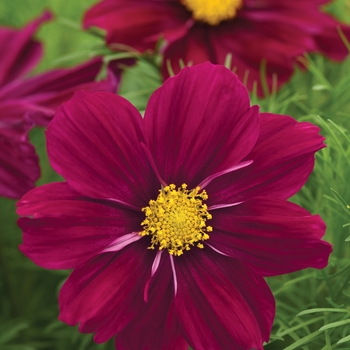 Cosmos bipinnatus Sonata™ 'Purple Shade' (128962)