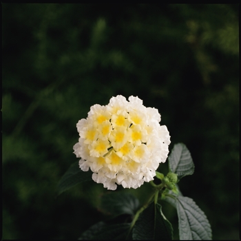 Lantana camara Landmark™ 'White Improved' (129011)