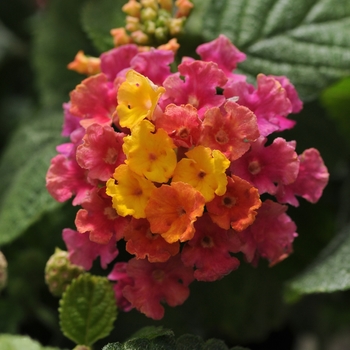 Lantana camara Little Lucky™ 'Hot Pink' (129013)