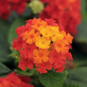 Lantana camara Little Lucky™ 'Red' (129021)