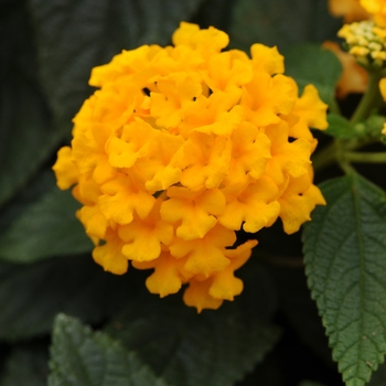 Lantana camara Lucky™ 'Pot of Gold' (129023)