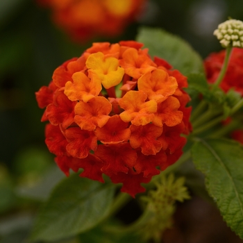 Lantana camara Lucky™ '' (129024)