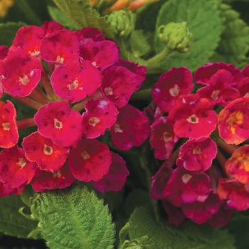 Lantana camara Bandana® 'Cherry' (129032)